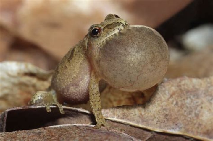 Why do peepers peep?