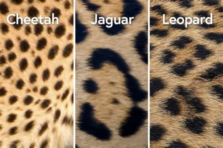 Why does leopard have spots?