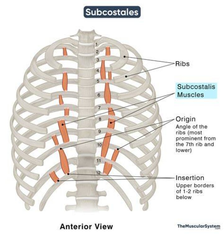 Why does subcostal recession occur?