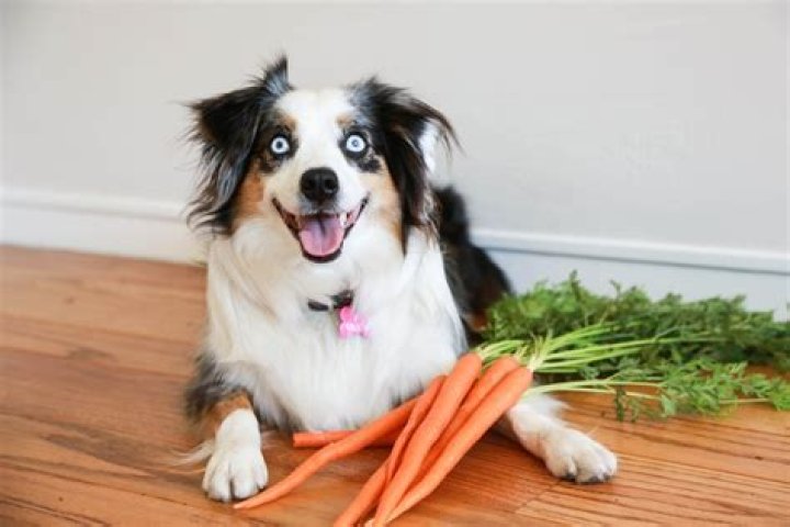 Why is carrot good for dogs?