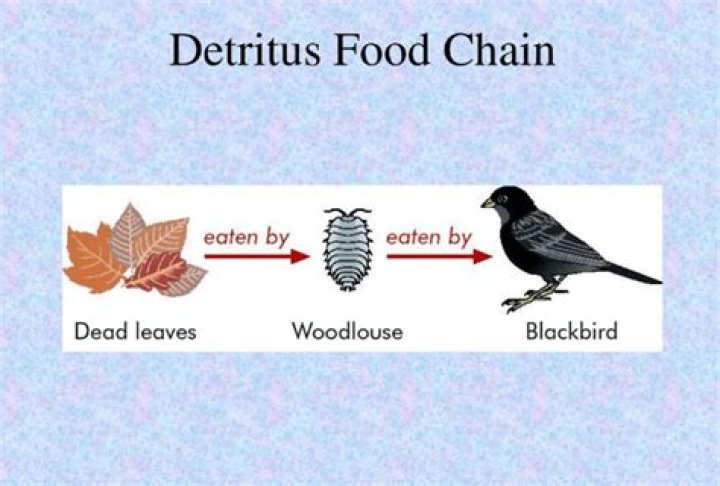 Why is detritus food chain?