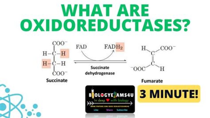 Why is oxidoreductase important?