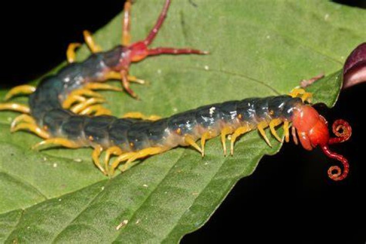 Why is the amazonian giant centipede dangerous?