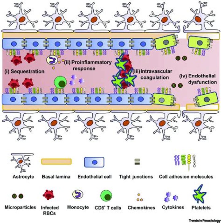 Why plasmodium attacks red blood cells?