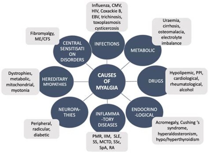 Why statin cause myopathy?