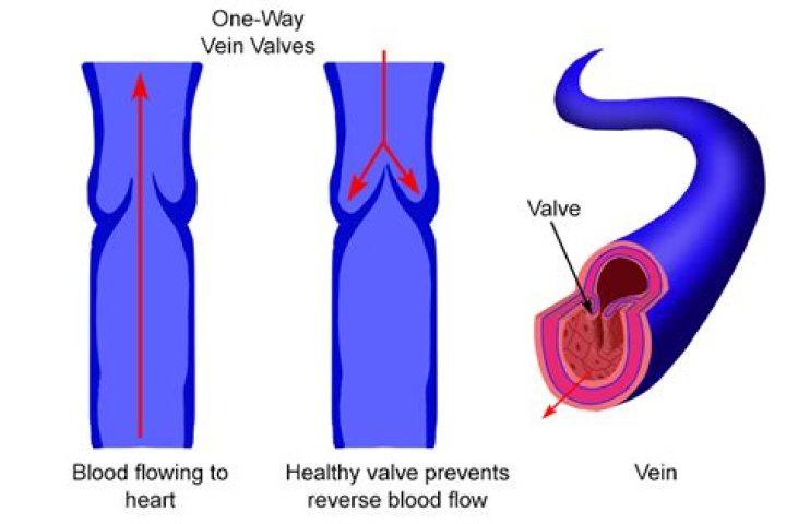 Why vessels have valves?