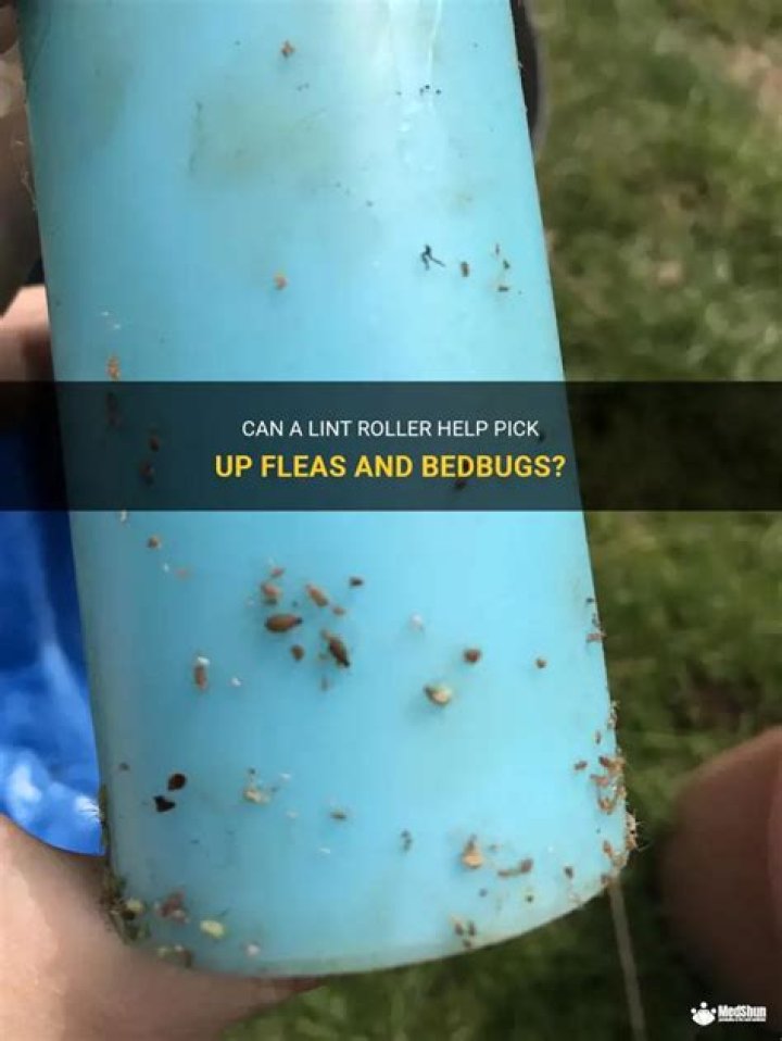 Will a lint roller pick up fleas?