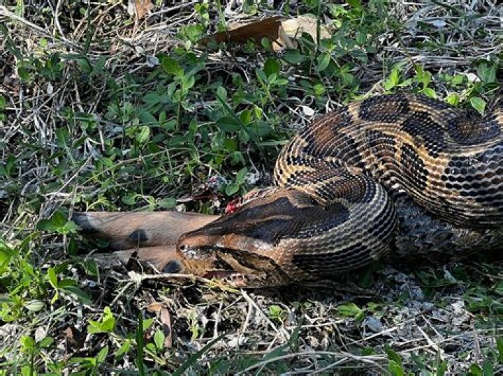 Will a snake eat a mouse that is too big?