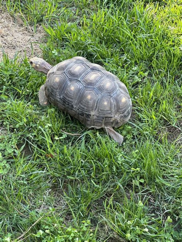 Will a tortoise shell heal?