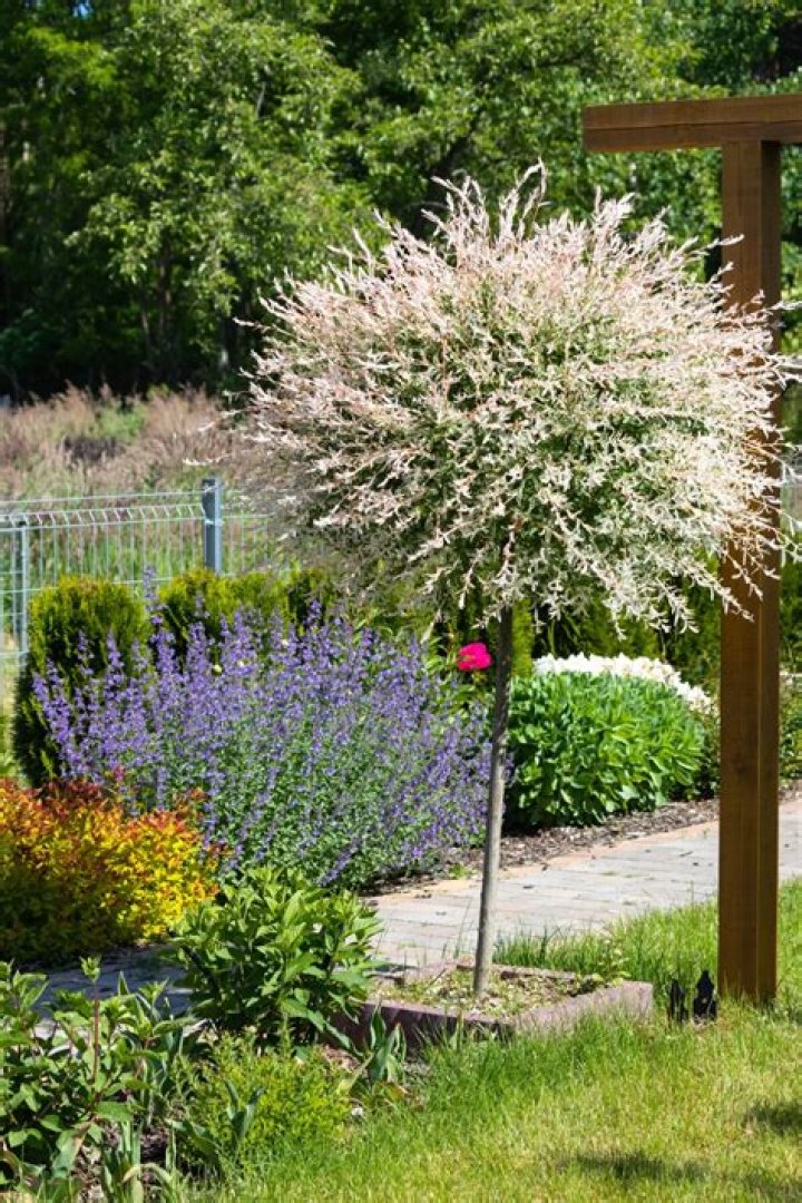 Will dappled willow grow in shade?