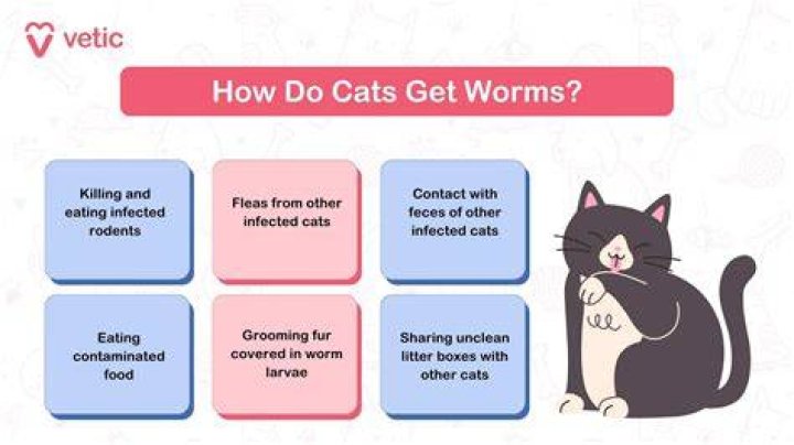 Will deworming cause diarrhea in cats?
