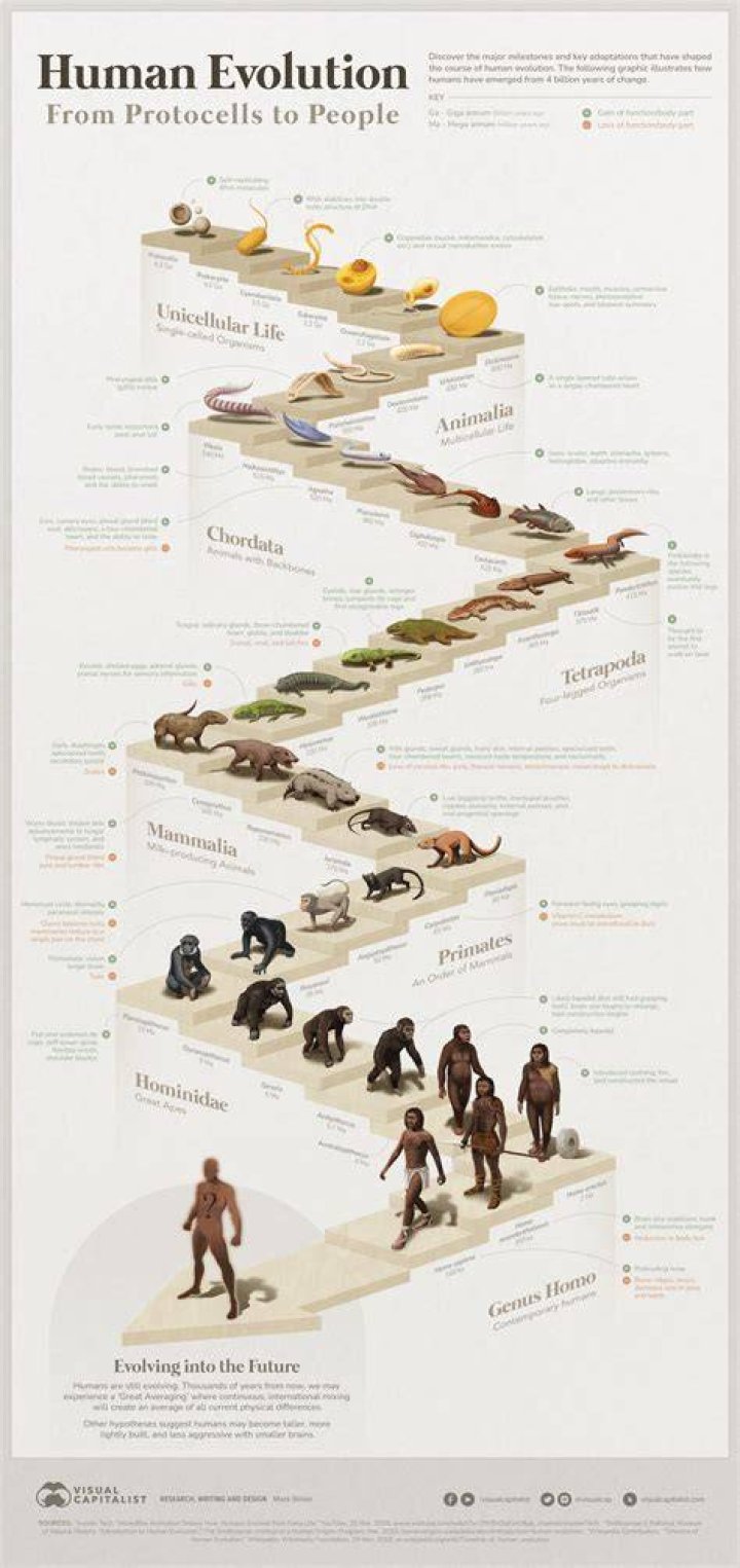 Will homo sapiens evolve?