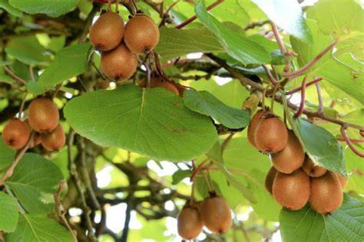 Will kiwis grow in oklahoma?