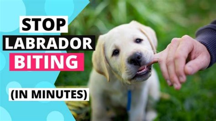Will lab puppy stop biting?