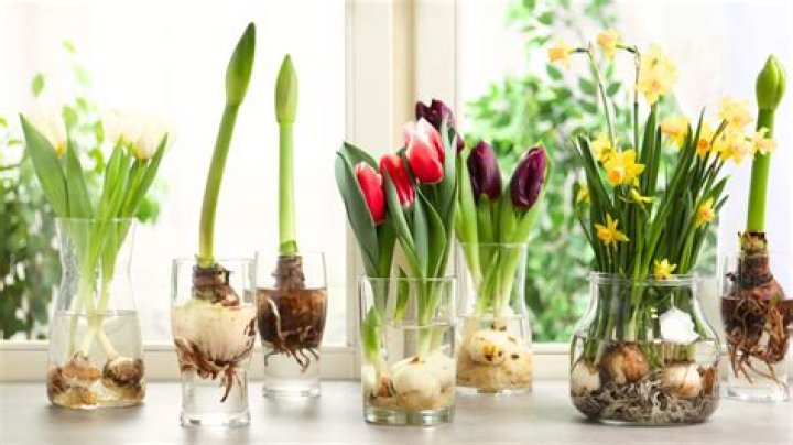 Will mouldy bulbs grow?