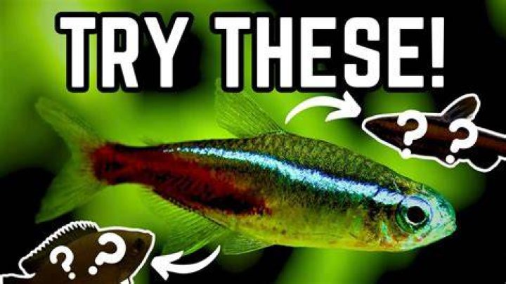 Will neons eat guppies?