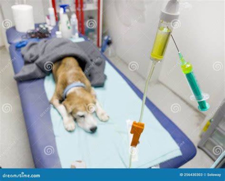 Will potassium hurt a dog?