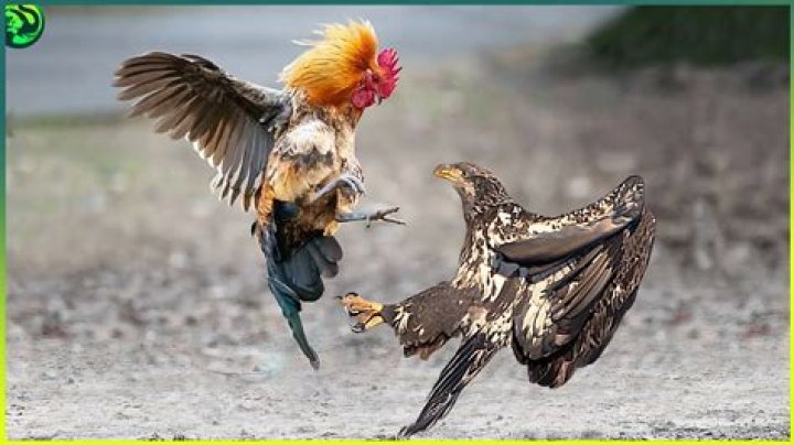 Would a rooster kill a hen?